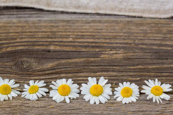 Rand von Gänseblümchen-Kamillenblüten auf Holzgrund. Ansicht mit Kopierraum — Stockfoto