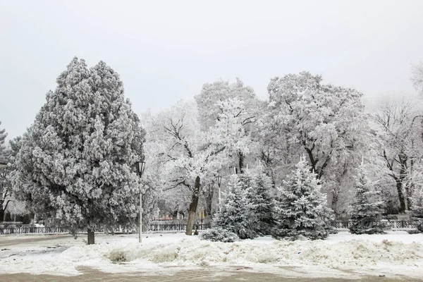 Sapins et arbres d'hiver paysage enneigé dans le parc d'hiver — Photo