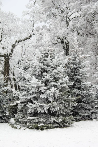 Zimní jedle a stromy zasněženou krajinu v zimě parku — Stock fotografie
