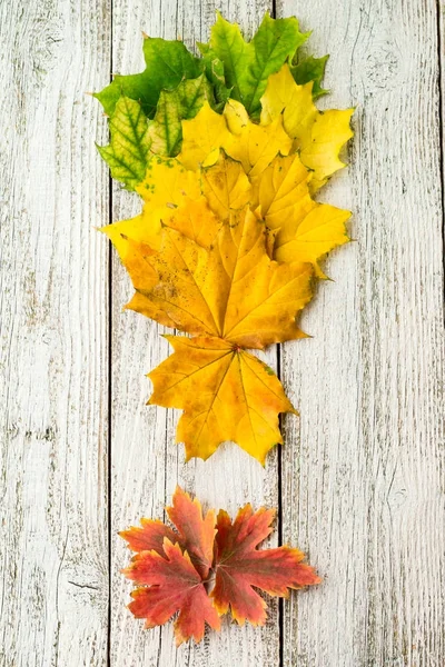 Folhas de bordo com gradiente de cor sobre fundo de madeira branco dispostas na forma de um ponto de exclamação . — Fotografia de Stock