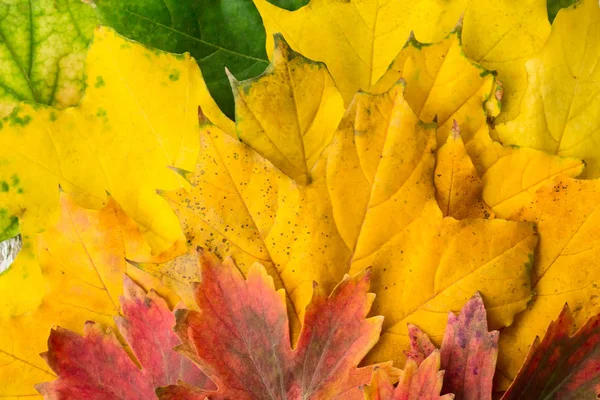 Amarelo vermelho e verde folhas de bordo com fundo de close-up gradiente — Fotografia de Stock