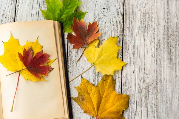 Otwórz książkę i liści klon kolorowy na białym tle drewnianych — Zdjęcie stockowe