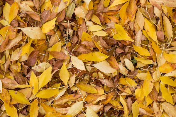 Textura de folhas amarelas — Fotografia de Stock
