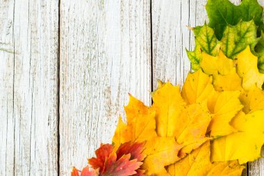 Sonbahar bileşimi farklı ağaç beyaz ahşap zemin üzerinde çerçeve bir köşesinde renkli yaprakları ile