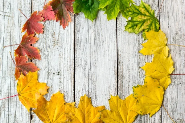 Quadro sazonal de folhas de bordo outonal com cor gradiente no fundo de madeira branco — Fotografia de Stock