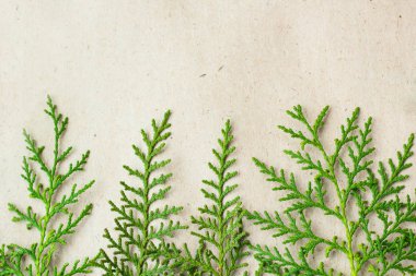 Yeşil Mazı ağaç dalları çerçeve bej rustik zemin üzerine.