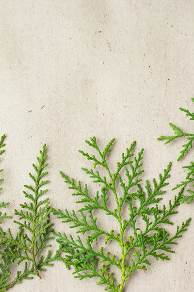 Green thuja tree branches frame on beige rustic background. — Stock Photo, Image