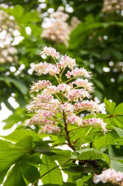 Bir kestane ağacının çiçekleri. Bahar çiçek açması kestane ağacı çiçek.