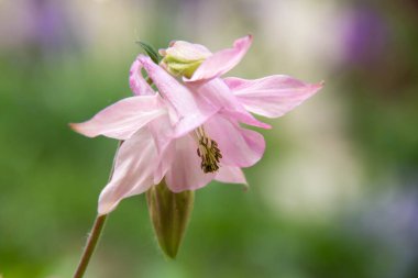 Bir fotoğraf bir bahçe pembe aquilegia çiçek dolu. Aquilegia ortak adlarını: büyükanne