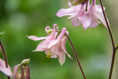 Bir fotoğraf bir bahçe pembe aquilegia çiçek dolu. Aquilegia ortak adlarını: büyükanne