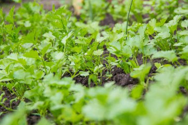 Maydanoz kökenli. Açık Bahçe taze büyüyen maydanoz