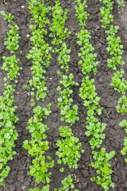 Genç maydanoz bir bahçe satırlarda yetişir