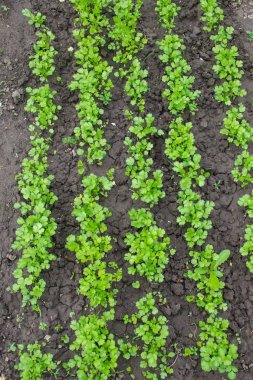 Genç maydanoz bir bahçe satırlarda yetişir