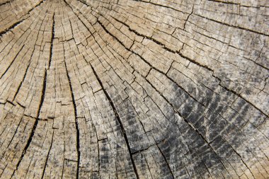 Kesik ağaç gövdesinin ahşap dokusu, yakın plan.