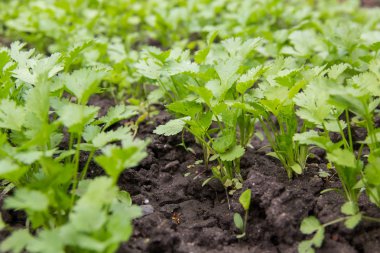 Maydanoz kökenli. Açık Bahçe taze büyüyen maydanoz