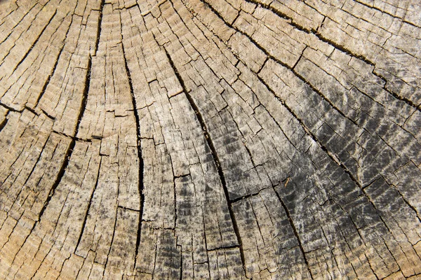 木の幹の木の質感、クローズアップ — ストック写真