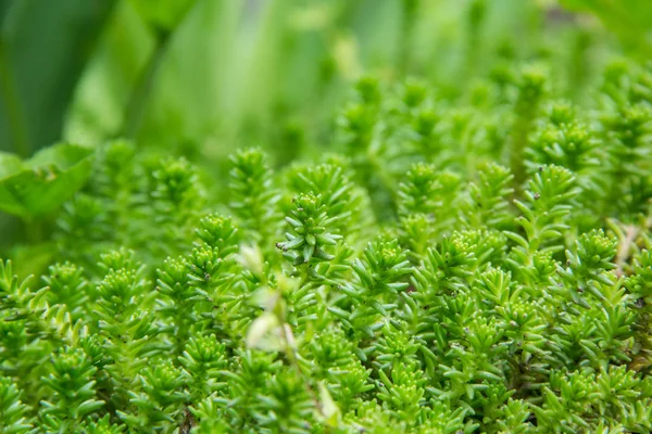 Pozsgás növények zöld háttér. Varjúháj vagy fehér kövirózsa, egy virágos növény nemhez — Stock Fotó