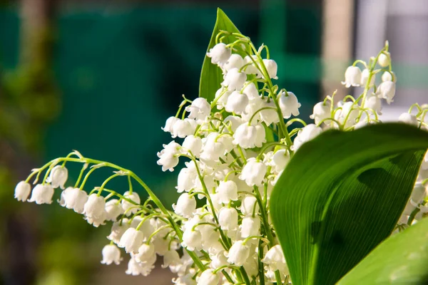 Lily of the valley de bloemen. Natuurlijke achtergrond met bloeiende lelies van de vallei lelies-van-dalen — Stockfoto