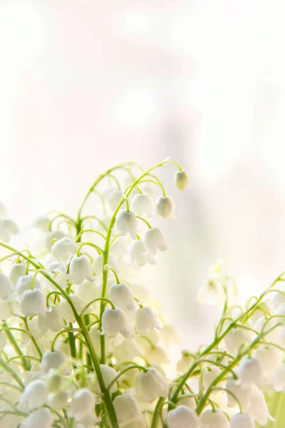 Lily of the valley de bloemen. Natuurlijke achtergrond met bloeiende lelies van de vallei lelies-van-dalen — Stockfoto