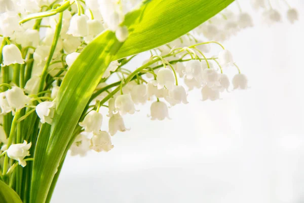 Lily of the valley de bloemen. Natuurlijke achtergrond met bloeiende lelies van de vallei lelies-van-dalen — Stockfoto