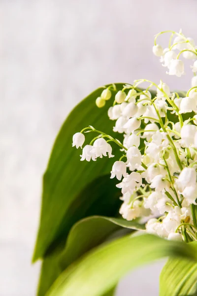 Lily of the valley de bloemen. Natuurlijke achtergrond met bloeiende lelies van de vallei lelies-van-dalen — Stockfoto