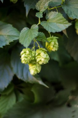 Bira ve ekmek yapmak için yeşil taze kozalaklar yakın plan, tarımsal arka plan