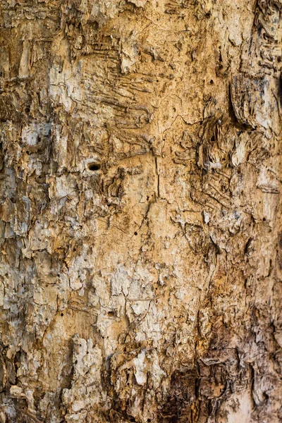 Stare drewno drzewo w przyrodzie tekstura tło wzór — Zdjęcie stockowe