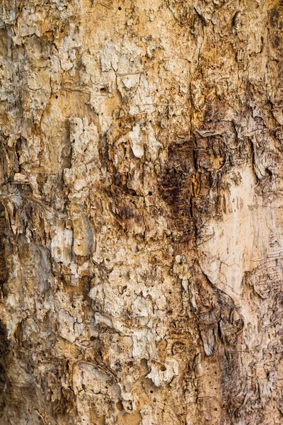 Árvore de madeira velha na natureza Textura fundo padrão — Fotografia de Stock