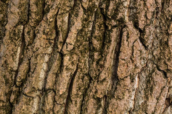 Stare drewno drzewo w przyrodzie tekstura tło wzór — Zdjęcie stockowe