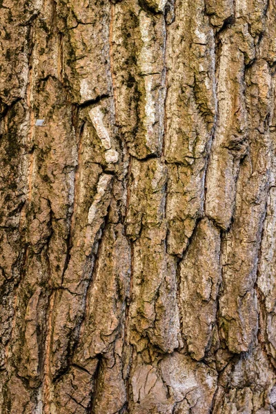 Oude houten boom in de natuur de patroon van de achtergrond van de textuur — Stockfoto