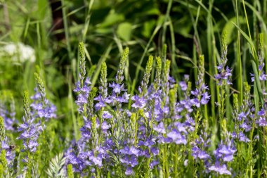 Mavi çiçekler Veronica. Alanında çiçeklerin. Veronica - aile plantaginaceae çiçekli bitkilerin cins