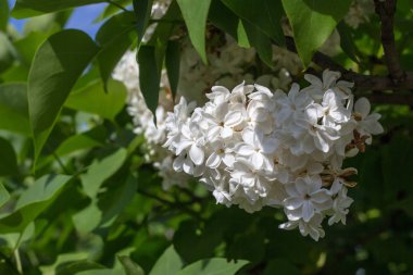 Çiçekler leylak yeşil yaprakları yakın çekim bir arka plan üzerinde beyaz