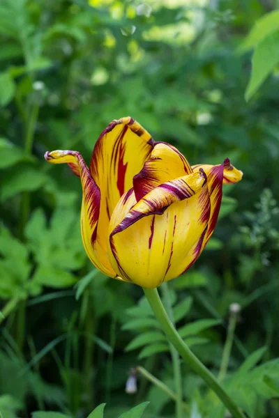 Uma tulipa amarela com franjas vermelhas no fundo verde no jardim da primavera — Fotografia de Stock