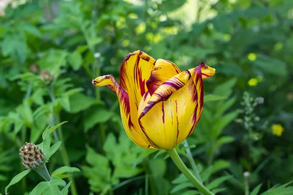 Un tulipán amarillo con franjas rojas sobre fondo verde en el jardín de primavera —  Fotos de Stock