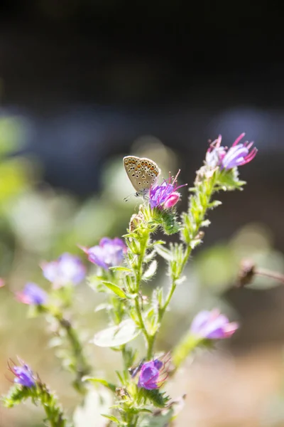 Трохи метелика сидить на фіолетовій квітковій рослині влітку — стокове фото