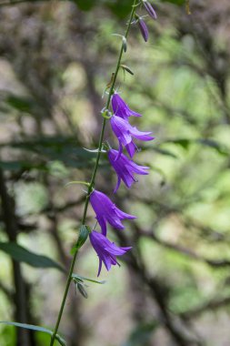 Yaz aylarında doğa zemin üzerine Menekşe çan Şubesi