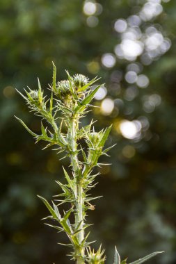 Günbatımı ışığı güzel dekoratif thistle kafasına. Sığ derinliği alan closeup fotoğraf