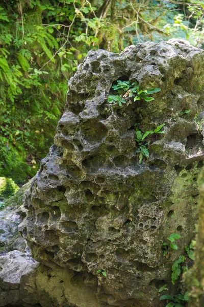 Piedras grandes con musgo y árboles en el bosque de verano — Foto de Stock