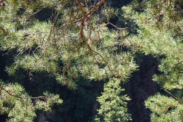 Foto imagen de la rama de pino en el fondo de las montañas en el día de verano — Foto de Stock