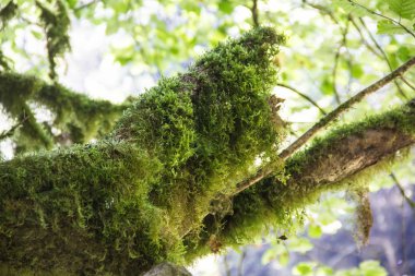 Yosunlu orman, güneşli bir gizemli Şimşir
