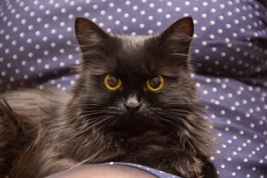 Kameraya bakarak siyah bir kedi Close-Up