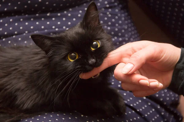 Kucing hitam bermain dengan tangan wanita dan menggigit jari — Stok Foto