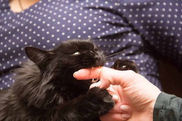 Черная кошка играет с женщиной рукой и кусает палец — стоковое фото