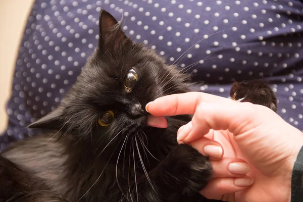 Kucing hitam lucu yang lucu menjilati jari. Makan. — Stok Foto