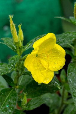 Güzel akşam primrose tomurcukları ve bir bahçe çiçekleri.