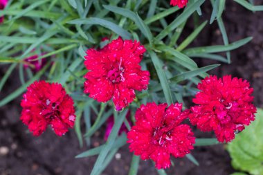 Pembe karanfil çiçek yaz bahçesinde. Karanfil caryophyllus.