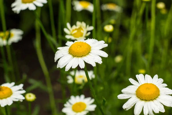 Feld Der Weißen Blume Kamille Sommer Natur — Stockfoto