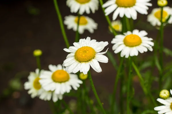 Feld Der Weißen Blume Kamille Sommer Natur — Stockfoto