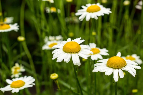 alan beyaz çiçek papatya yaz doğada.