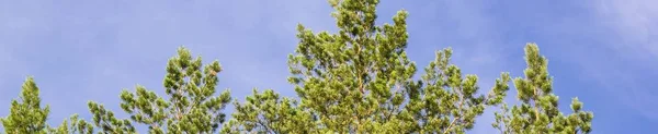 Banner Pohon Pinus Tinggi Terhadap Langit Biru Dengan Awan — Stok Foto